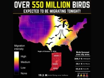 Over 550 Million Birds Migrate Tonight With 19.5 Million Over Indiana Including Indianapolis, Fort Wayne, and Evansville as Lights Out Alert Takes Effect